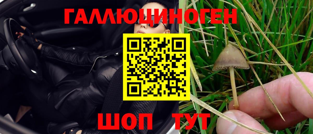 Сланцы  Псилоцибиновые грибы Cubensis  Вход с VPN 